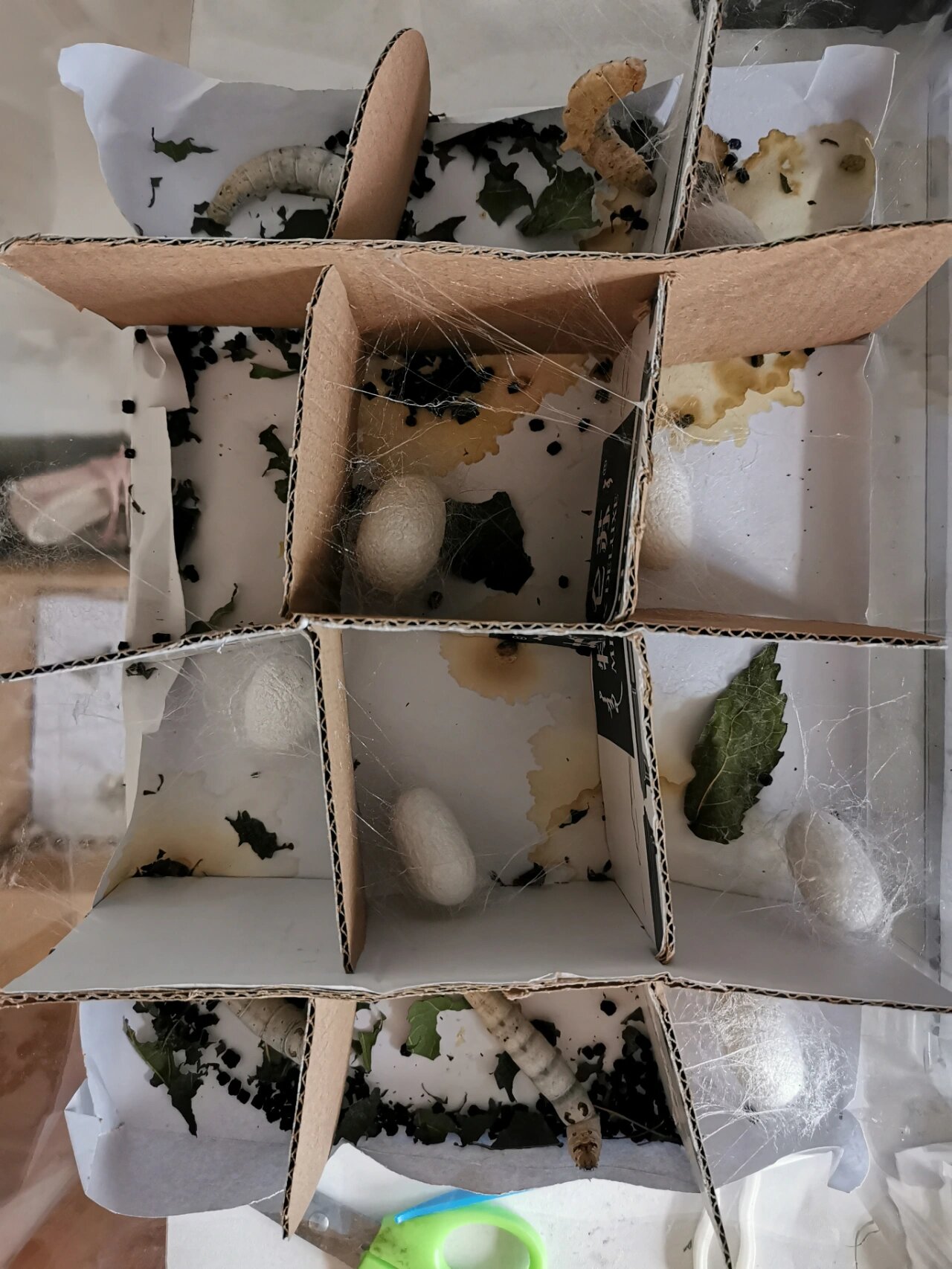 目睹了蚕宝宝结茧前的排泄过程,尾巴一直上下扭动,以为中毒了,之前