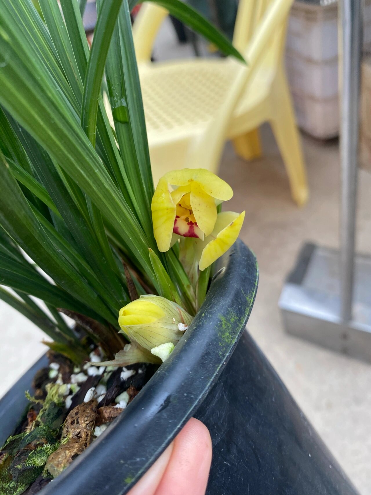 春兰新品黄荷,多苗带三个花