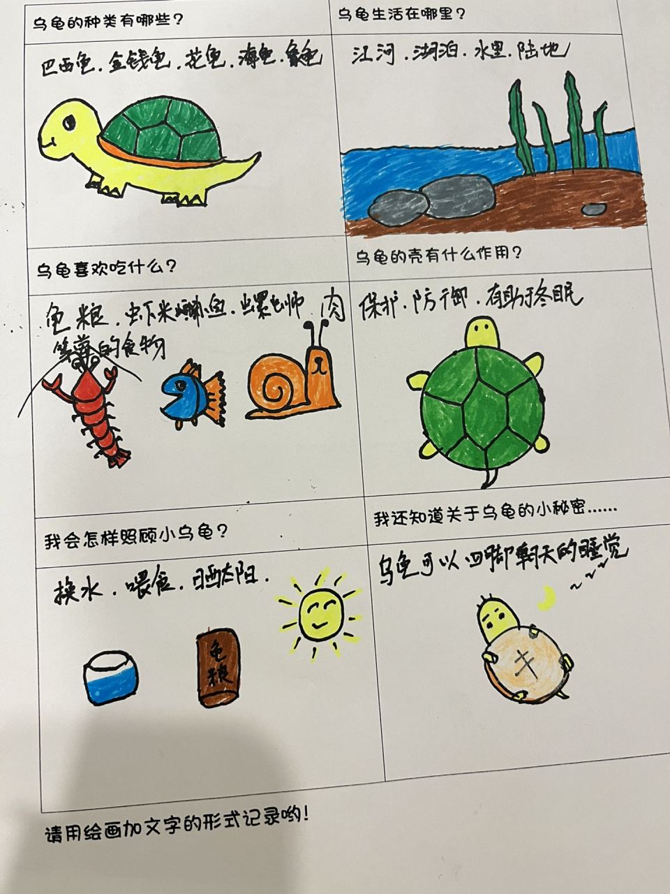 小乌龟调查表  幼儿园作业小乌龟调查表,使用毕生绝学终于完成了