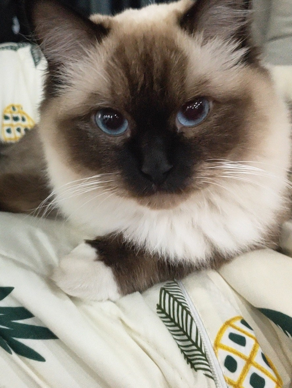 布偶猫万万不能剃毛 最近几天看到好多姐妹发剃完毛的布偶猫 在这我要