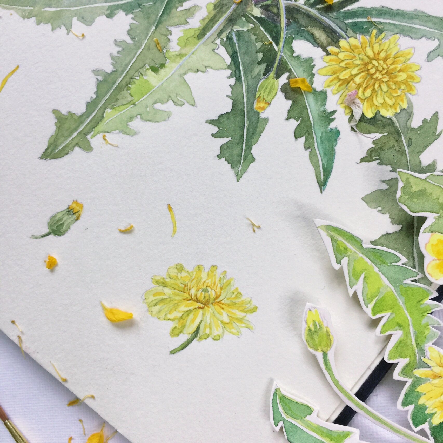 水彩蒲公英(附过程图)每日一绘 #水彩画教程# #绘画日常# #寻找小红书