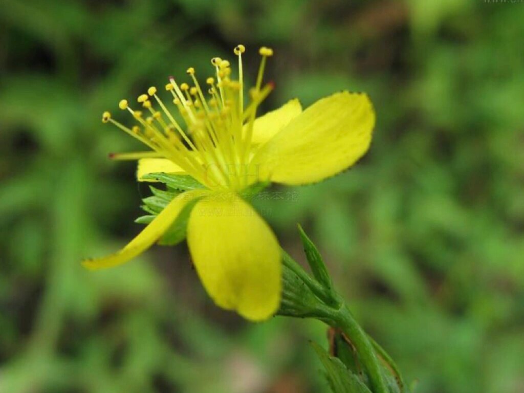 每日一花|对对草 对对草:又名元宝草,是金丝桃科金丝桃属多年生草本