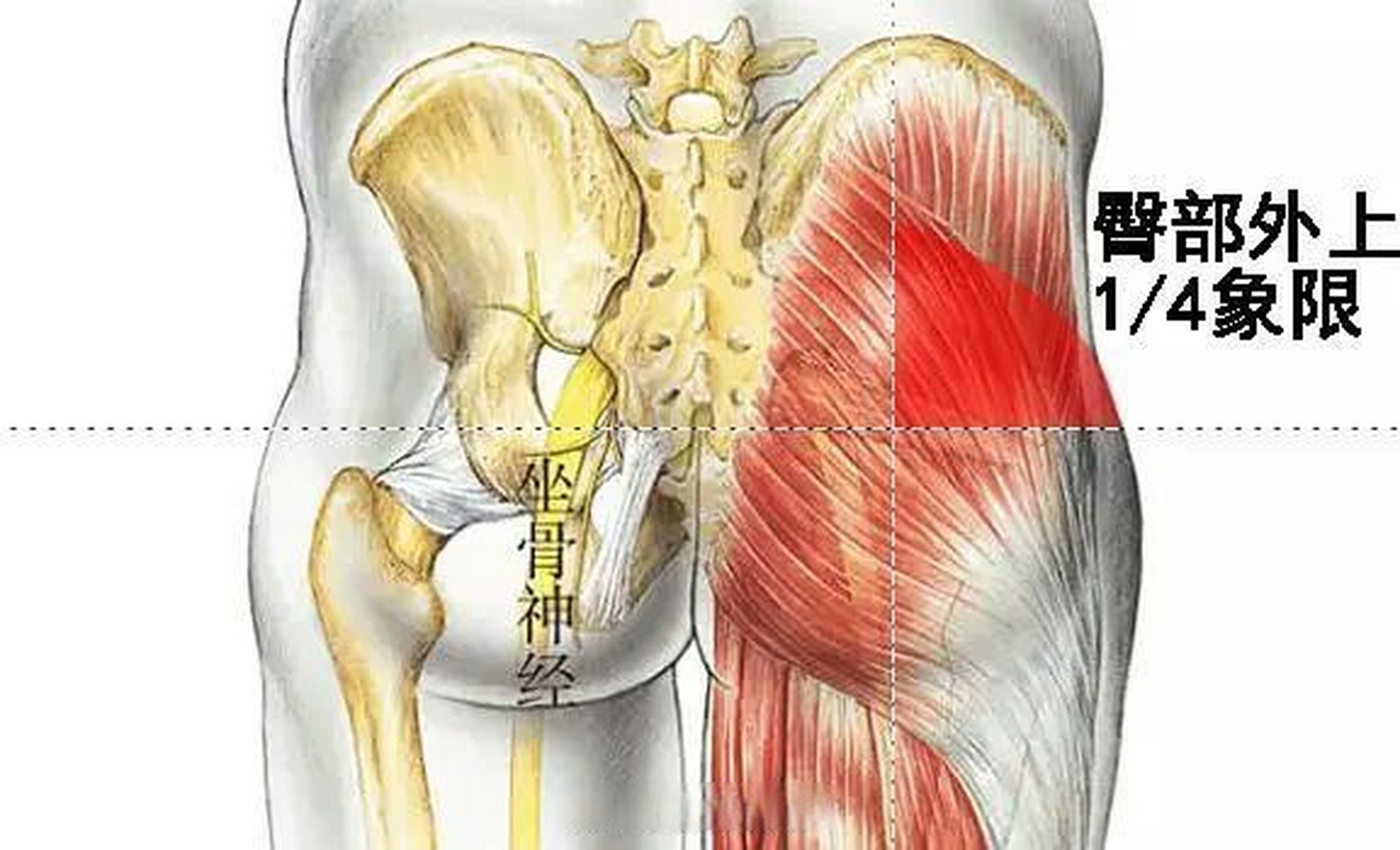 臀部肌注位置图片