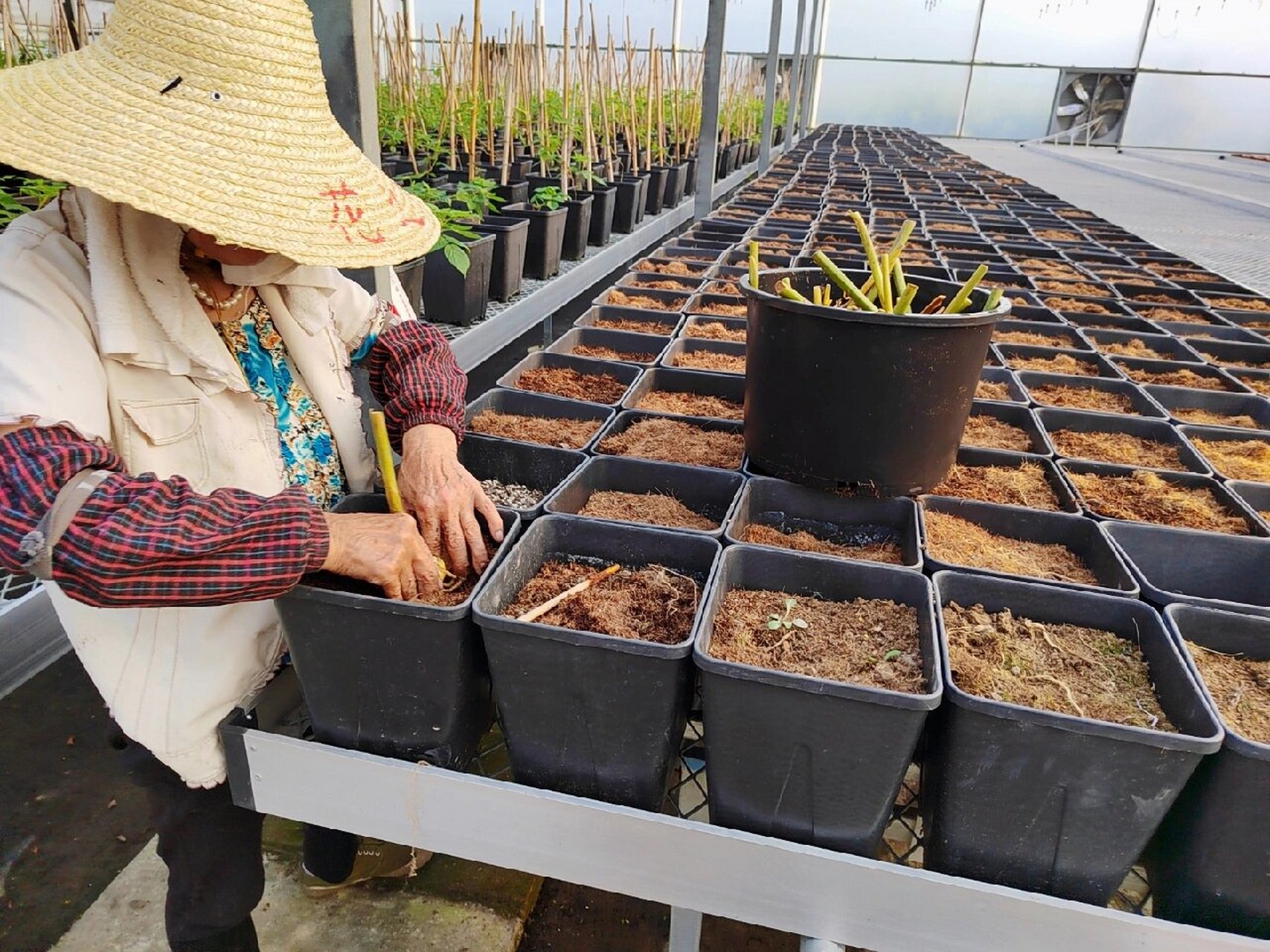 红球姜种植图片