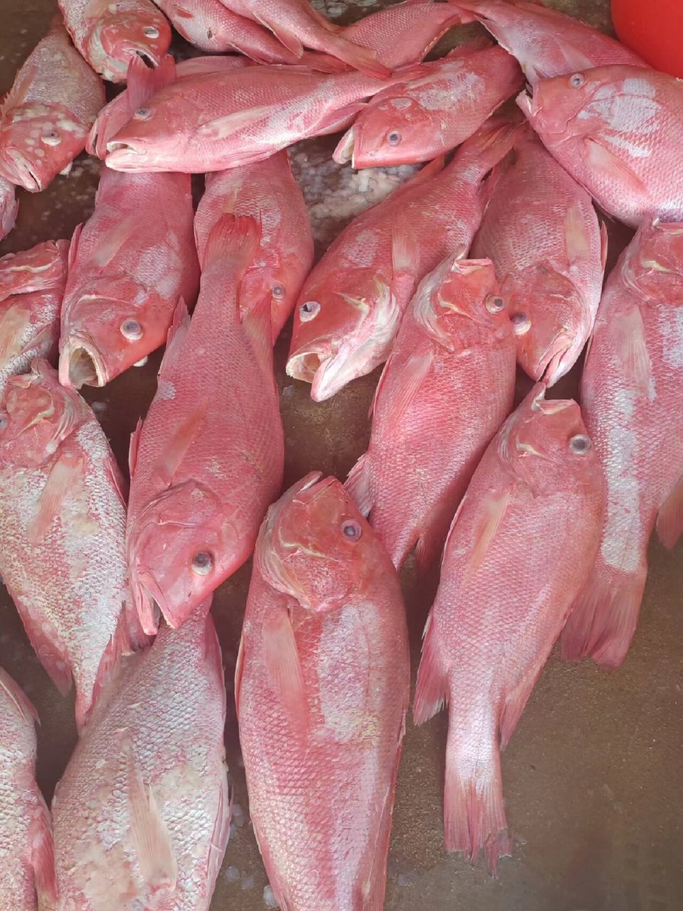红鱼是湛江的著名特产,自家晒制,100%无添加剂,肉质肥厚饱满又鲜嫩
