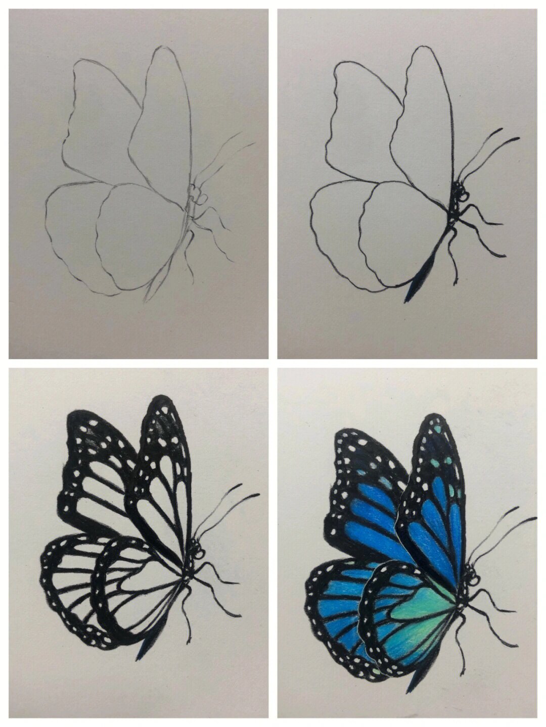 零基础彩铅:蝴蝶绘画步骤分享