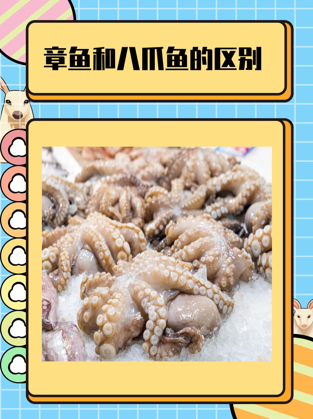 章鱼和八爪鱼的区别