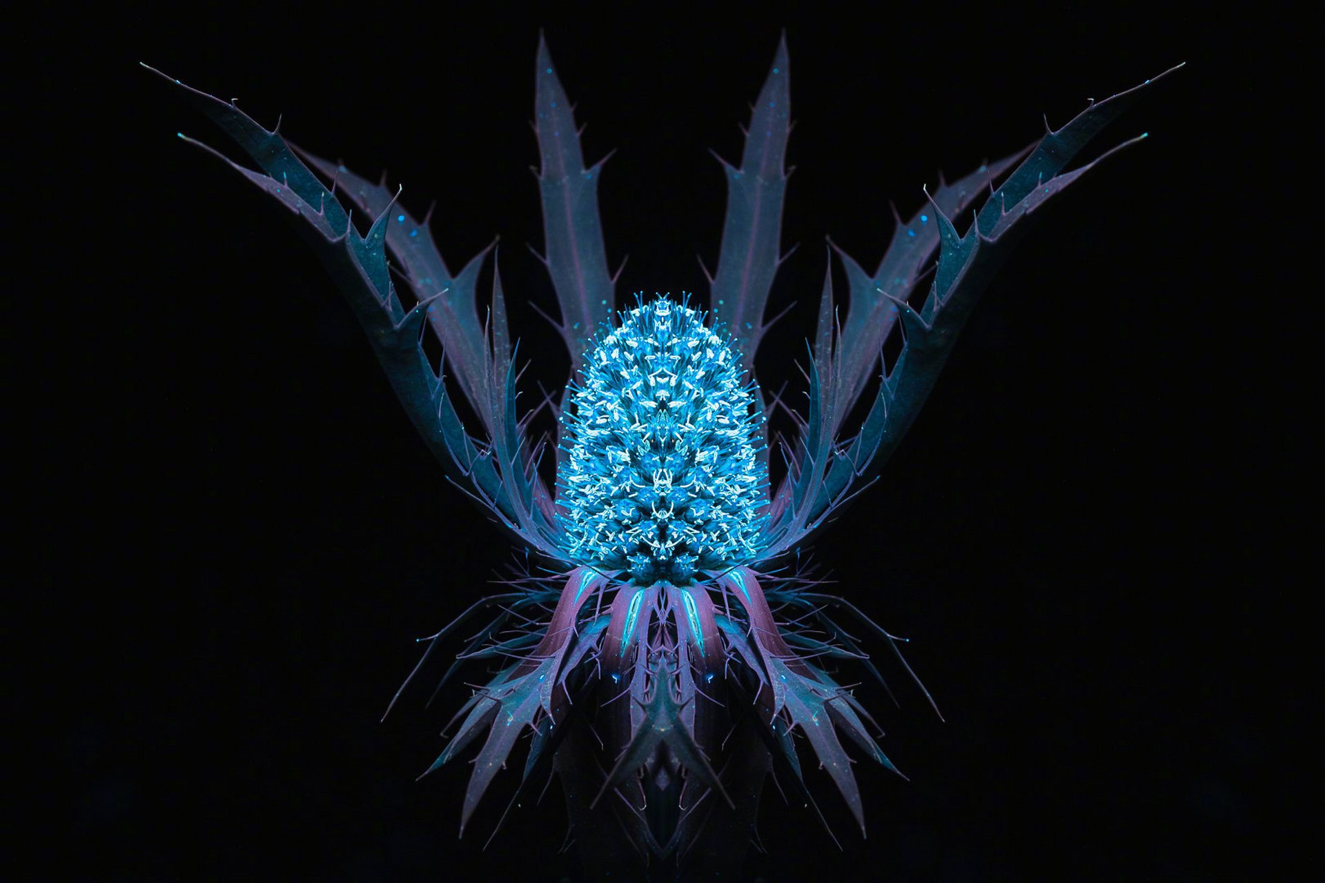 lombardi在自家暗房里试验了"紫外线可见荧光"摄影法