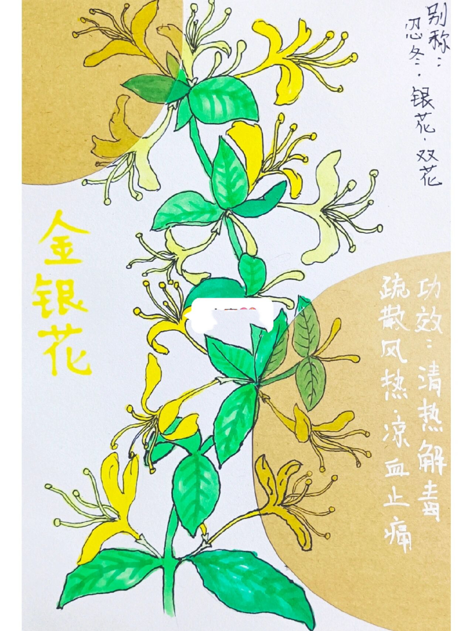 《本草纲目》创意绘画(8—12岁) 1.