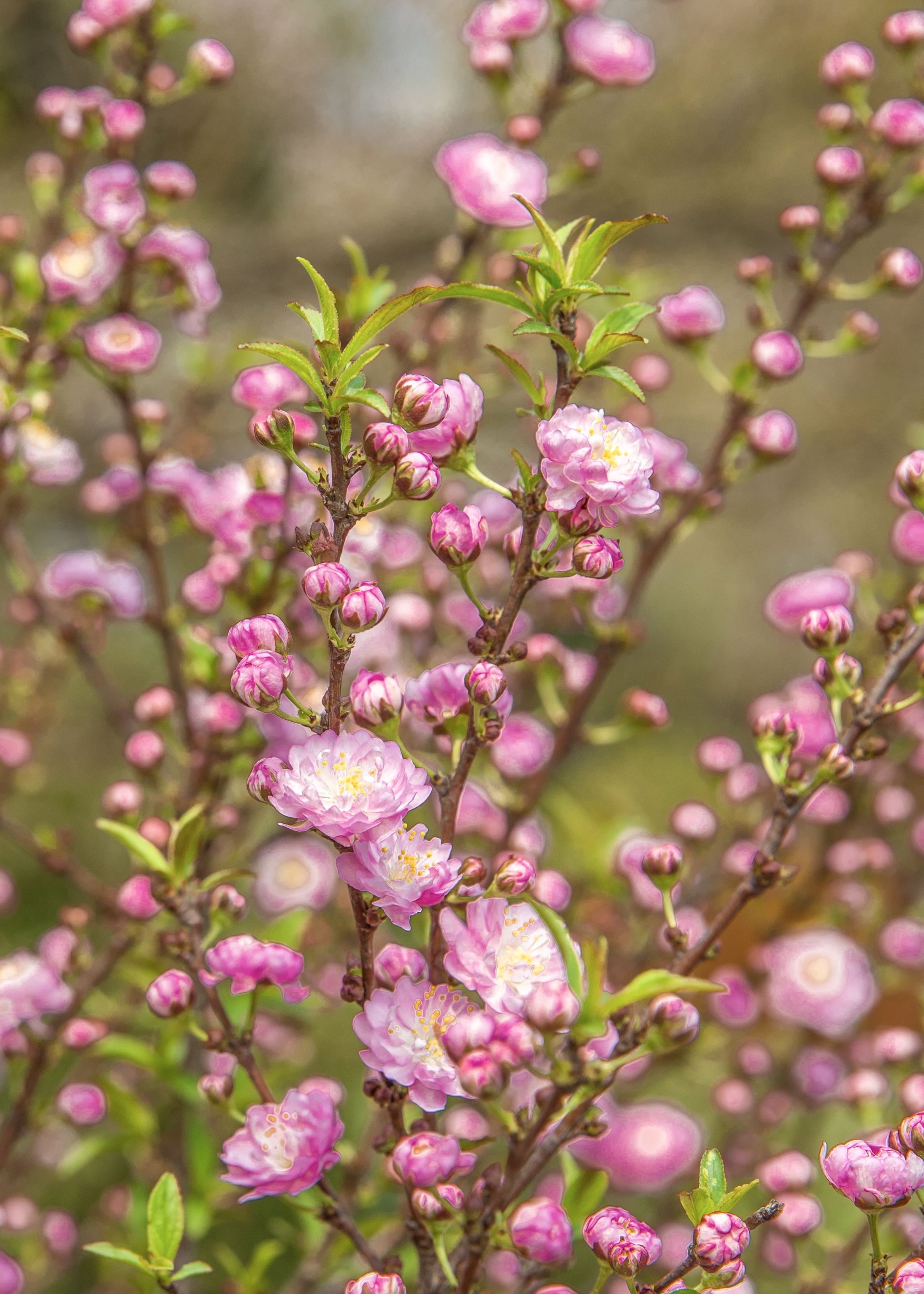 粉色重瓣麦李!春季看不一样花!#寻访春天的故事