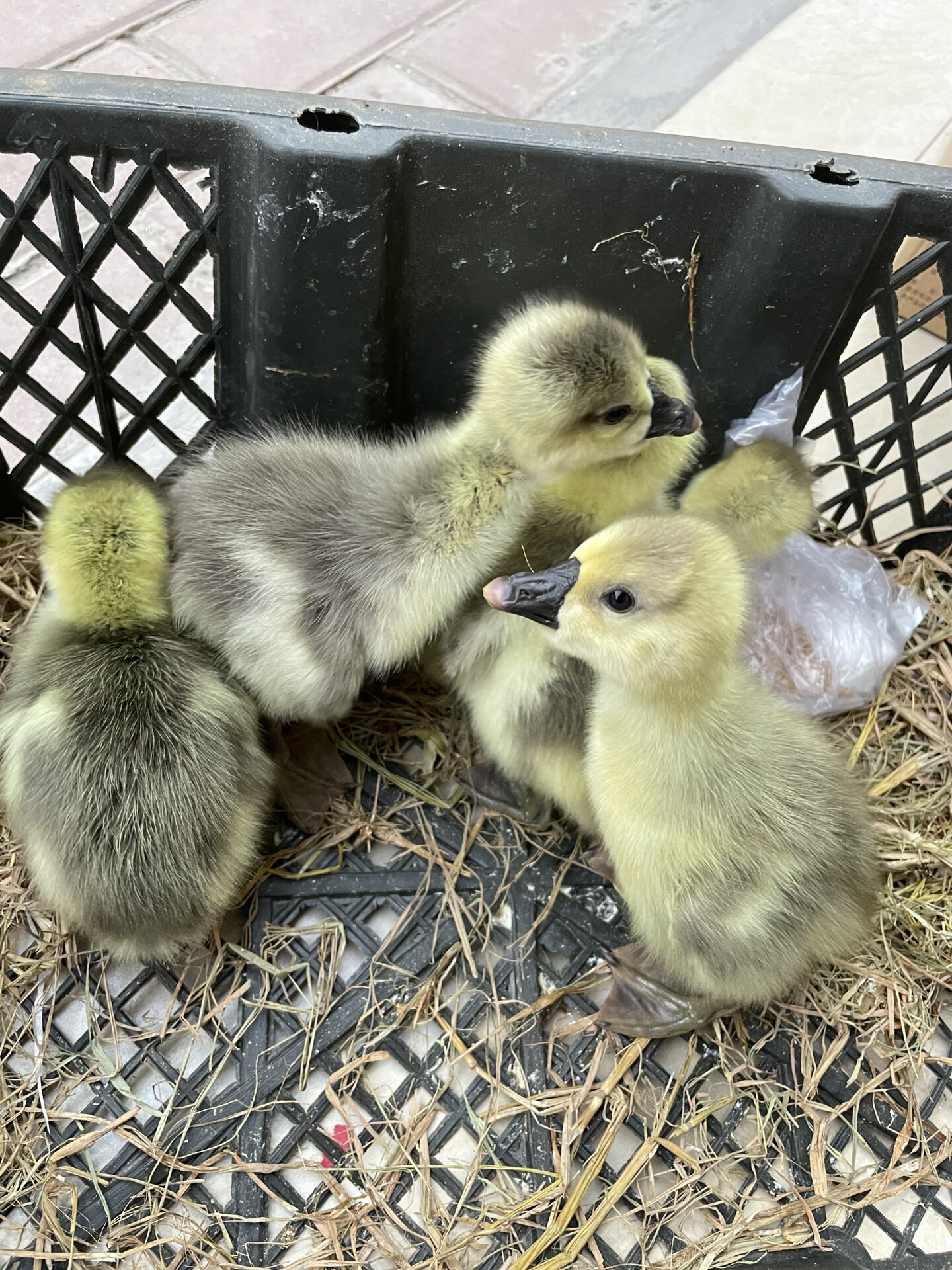 大家帮我看看这是正宗的狮头鹅苗吗