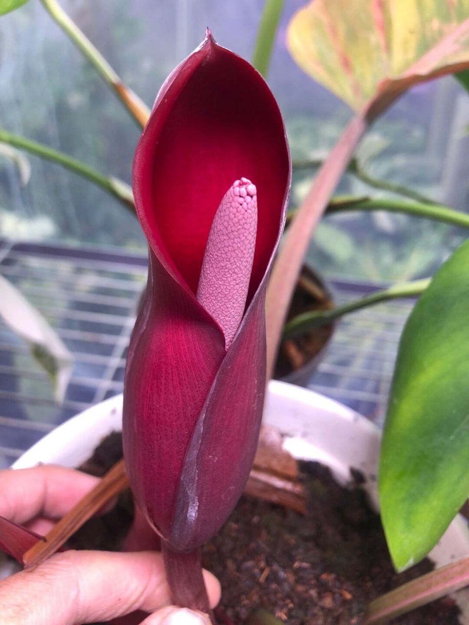 兜帽小子 焦糖大理石蔓绿绒的开花 见过么 顺便请教问各位花友一个