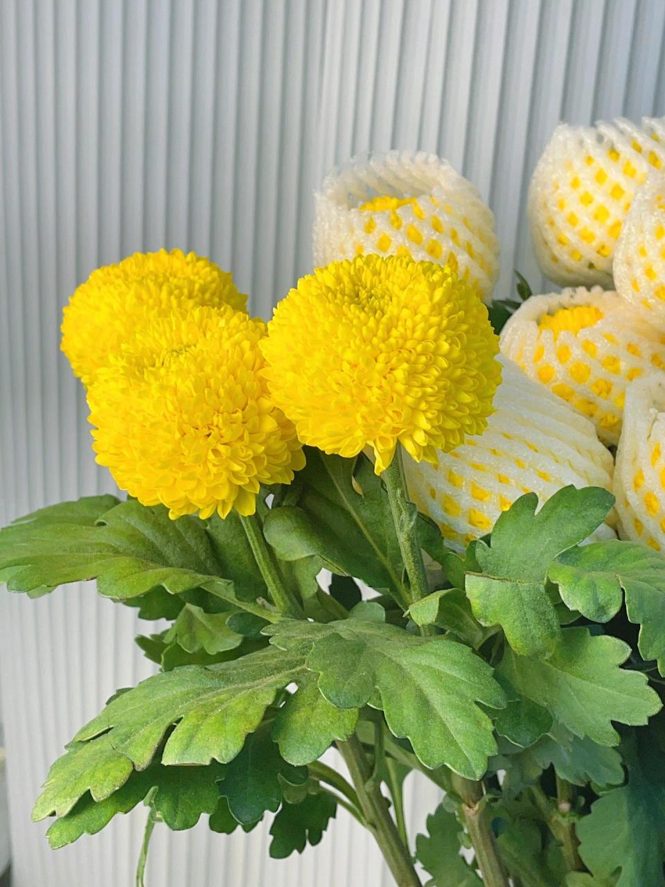 乒乓菊最好养的菊花97谨记56615点花开全年6015  乒乓菊,因