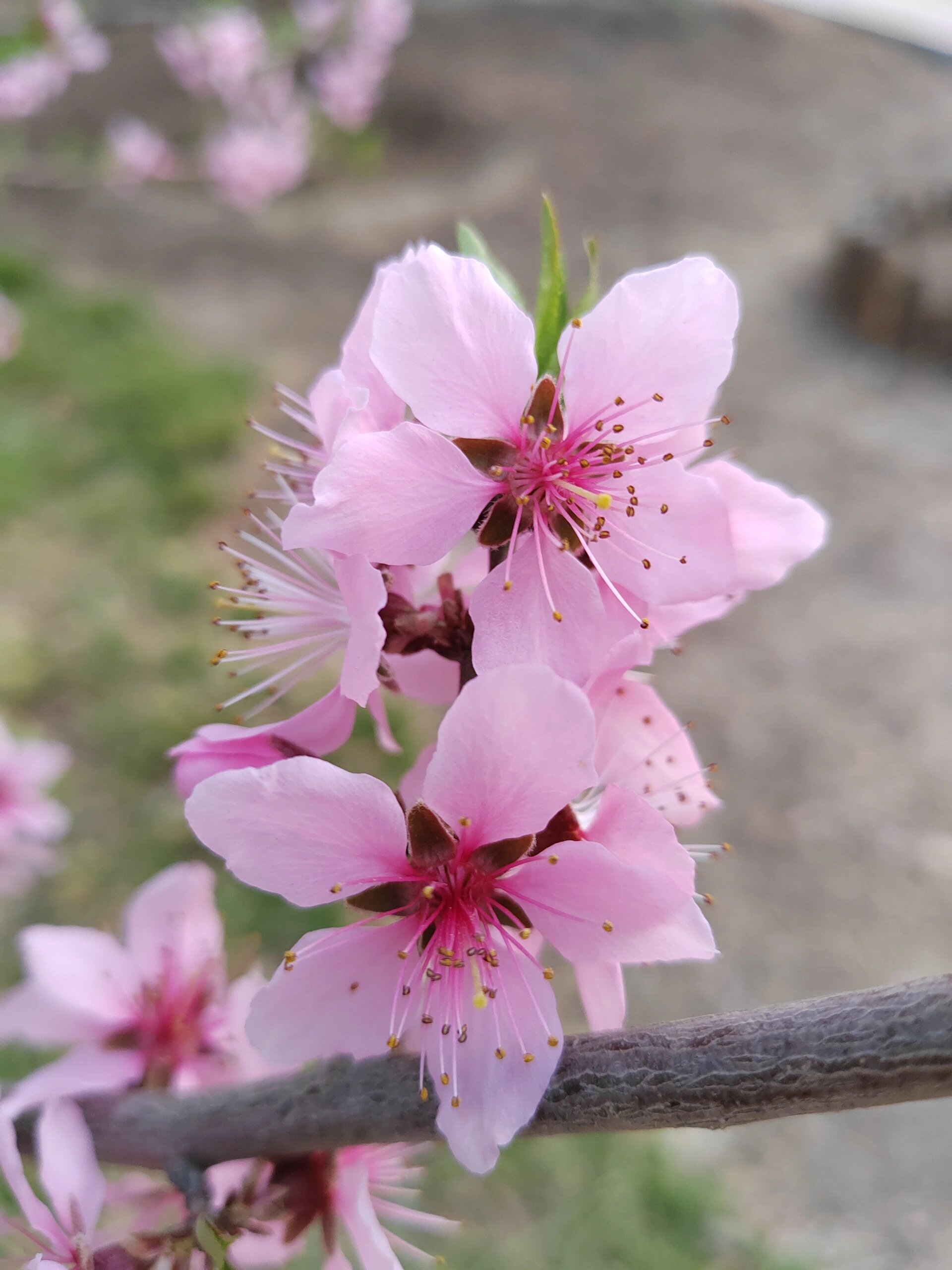 每日一花(单粉桃) 单粉桃: 花期: 单瓣桃花是观赏桃里最早开花的种类.