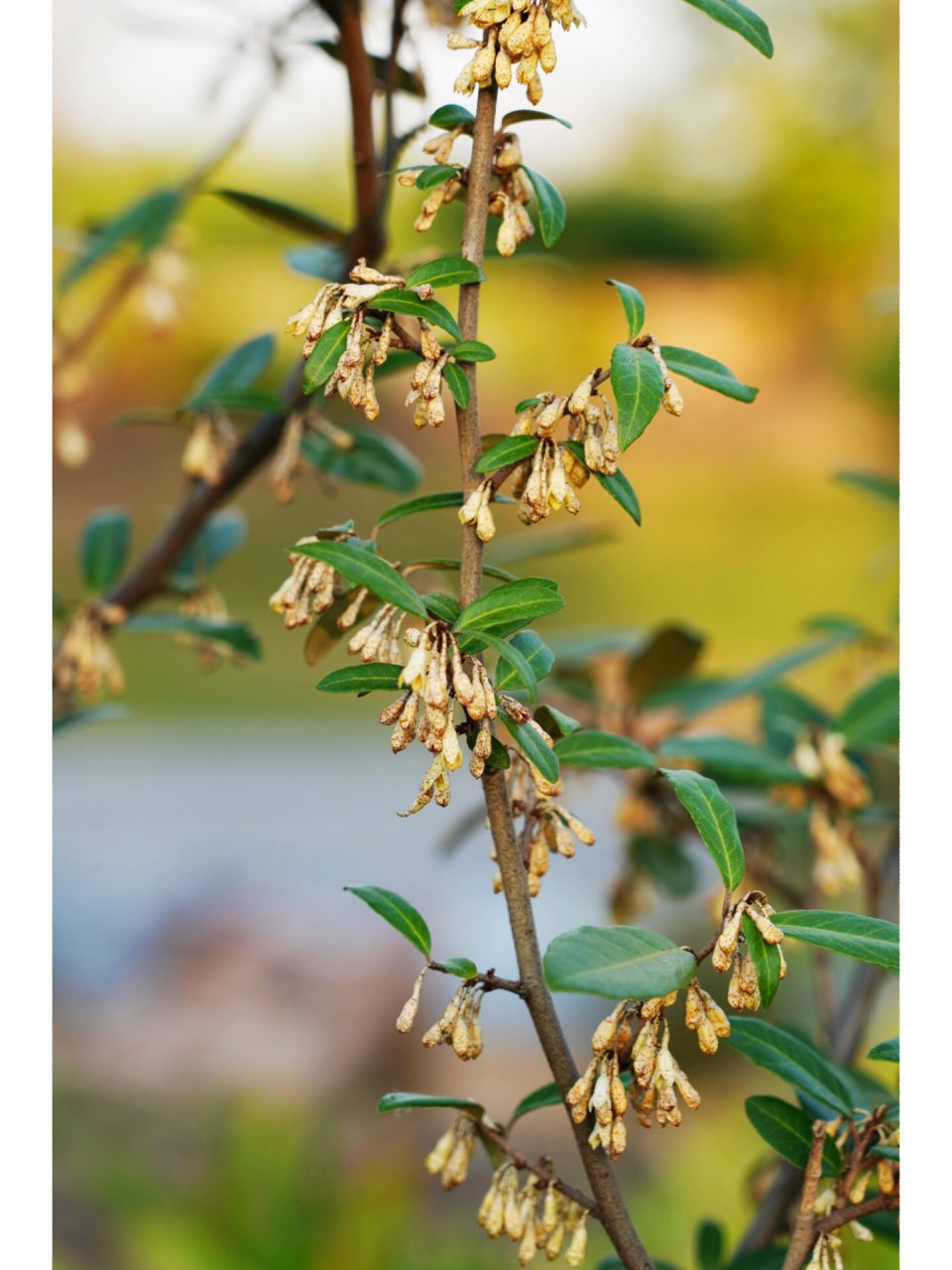 披针胡颓子|锈白色垂花 披针叶胡颓子,胡颓子科/属常绿直立或蔓状灌木