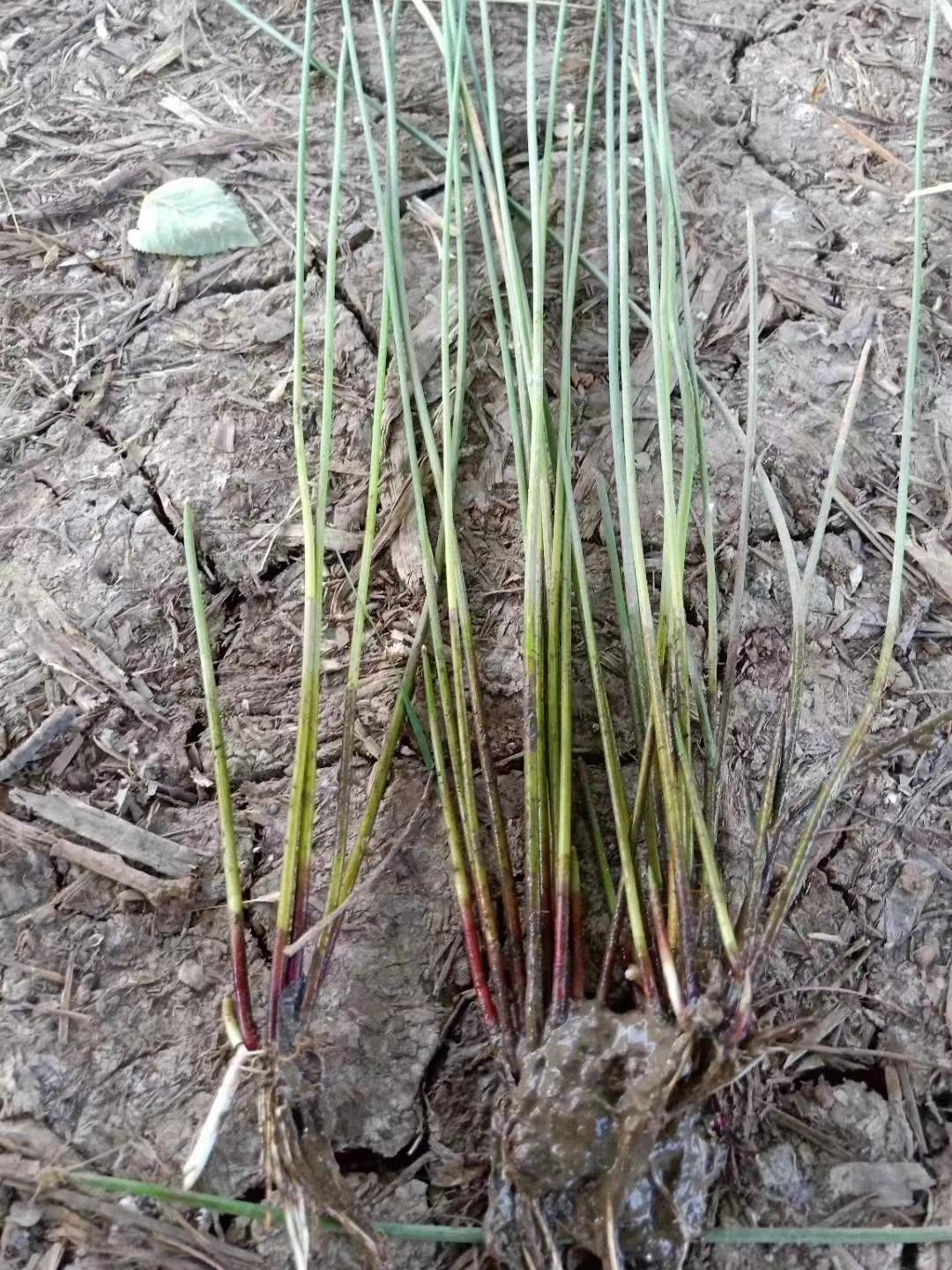 灯芯草通常生长在湿地,河边等潮湿的环境中