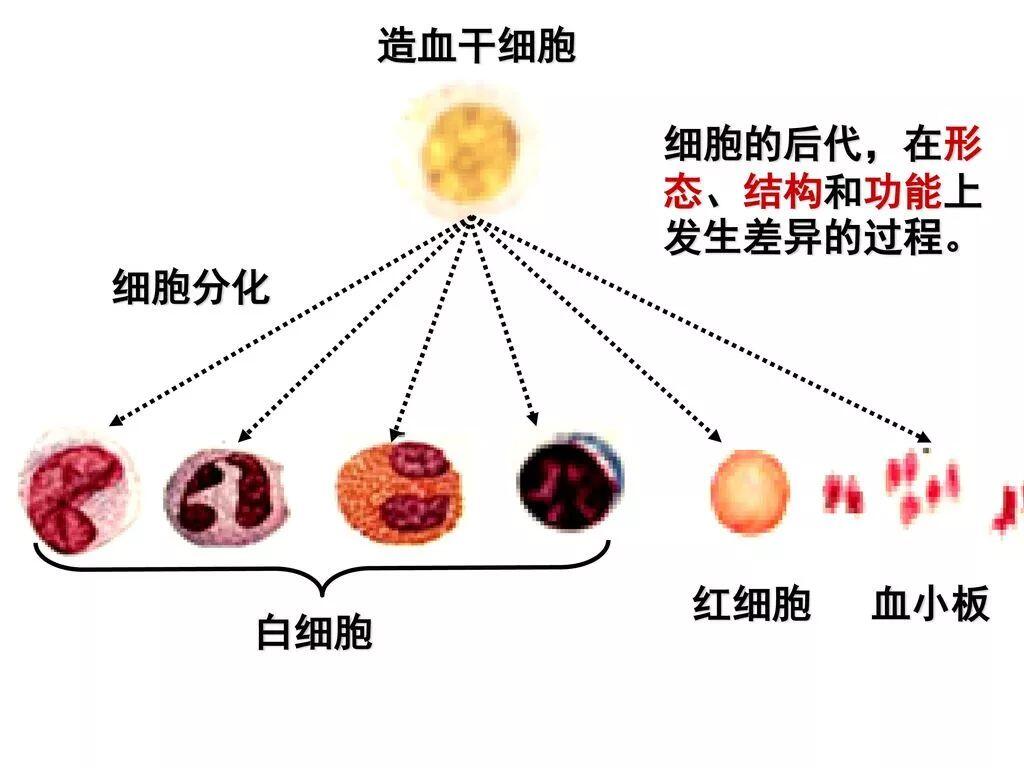 自体与异体造血干细胞移植的区别是什么?