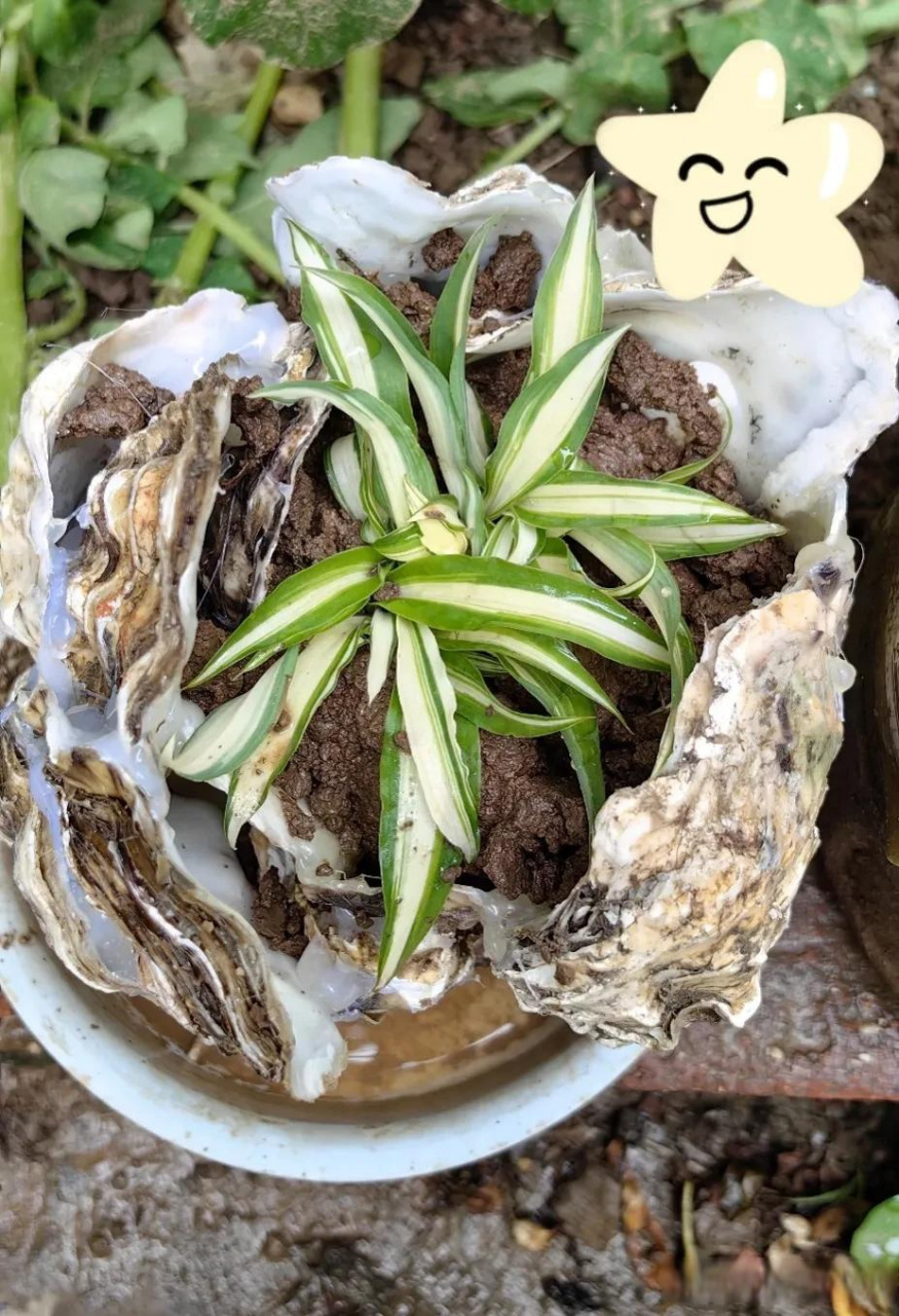 吃完生蚝,壳不要扔掉,可以制作一个小花盆装点院子,既省钱又美观