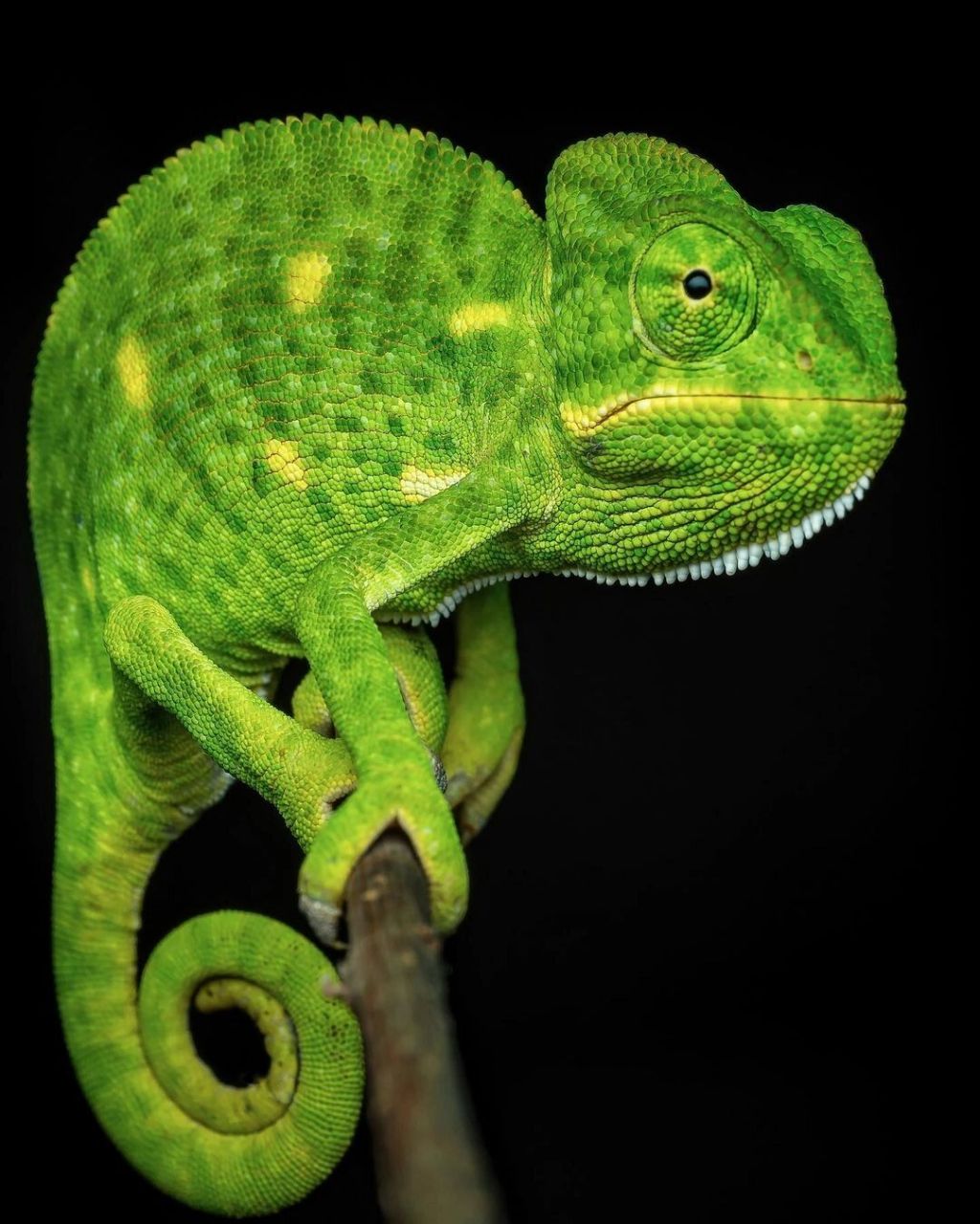 印度变色龙(chamaeleo zeylannicus) indian chameleon(chameleon