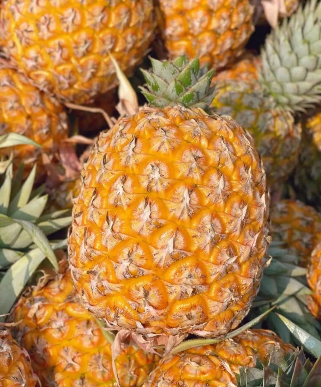 95芒果凤梨 外形圆鼓鼓胖乎乎很可爱 切开后香味浓郁,果肉金黄诱人