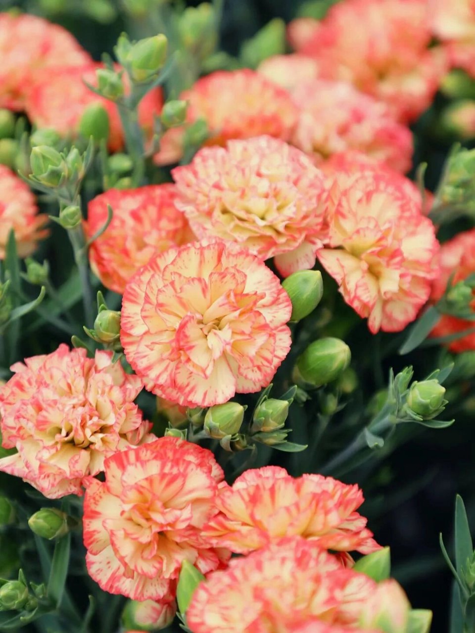 康乃馨图片真实照片 🌸 康乃馨:母爱的象征,温馨的使者 🌸  🌺