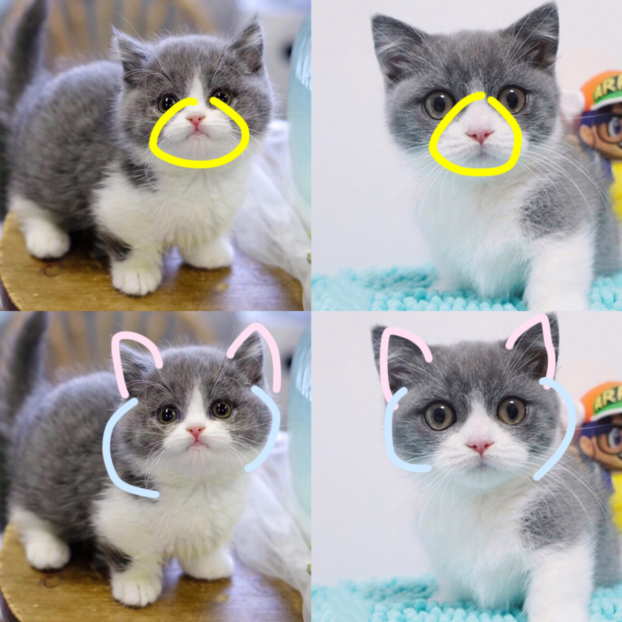 快速学会看蓝白猫品相 五粉正八通脖满背成了目前主要评判英短蓝白猫