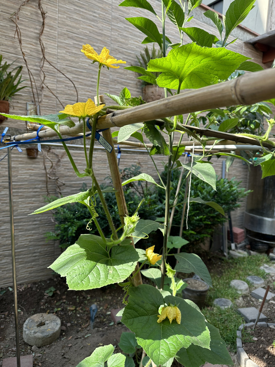 冬瓜成长日记 从一粒种子开始发芽97到有花花 98