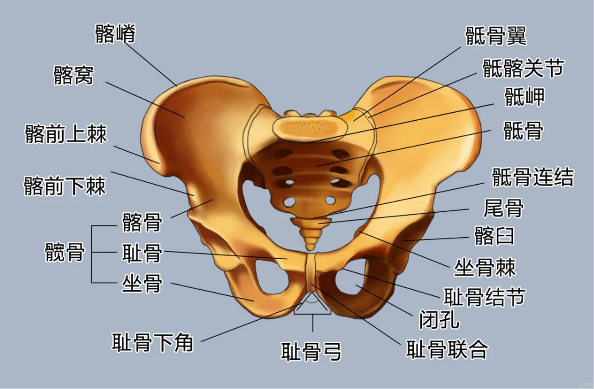 这个部位特别重要,它连接着上半