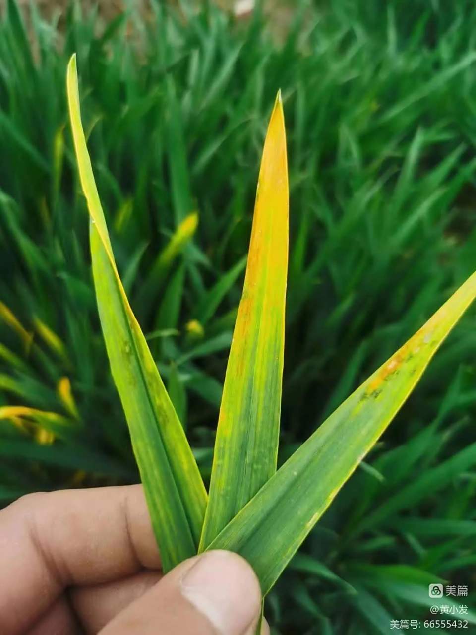 经专家鉴定:目前发生的小麦叶枯病,属于细菌病害,也叫细菌性条斑病.