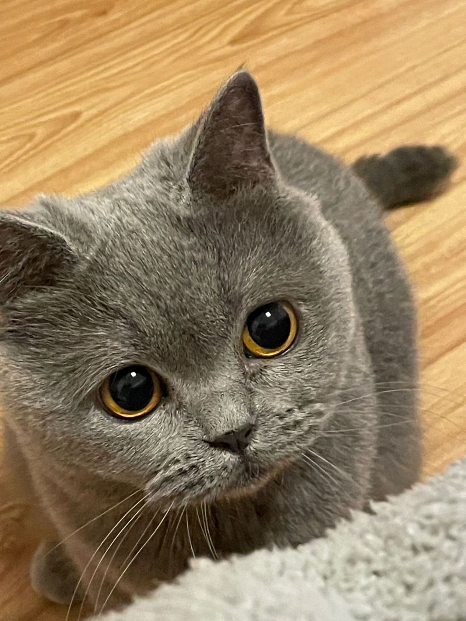 猫咪的大头照 近期拍的一些照片太多了,想删一删,发现每一张都删不了