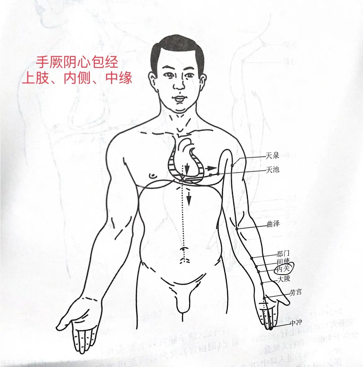 分支 从胸中分出