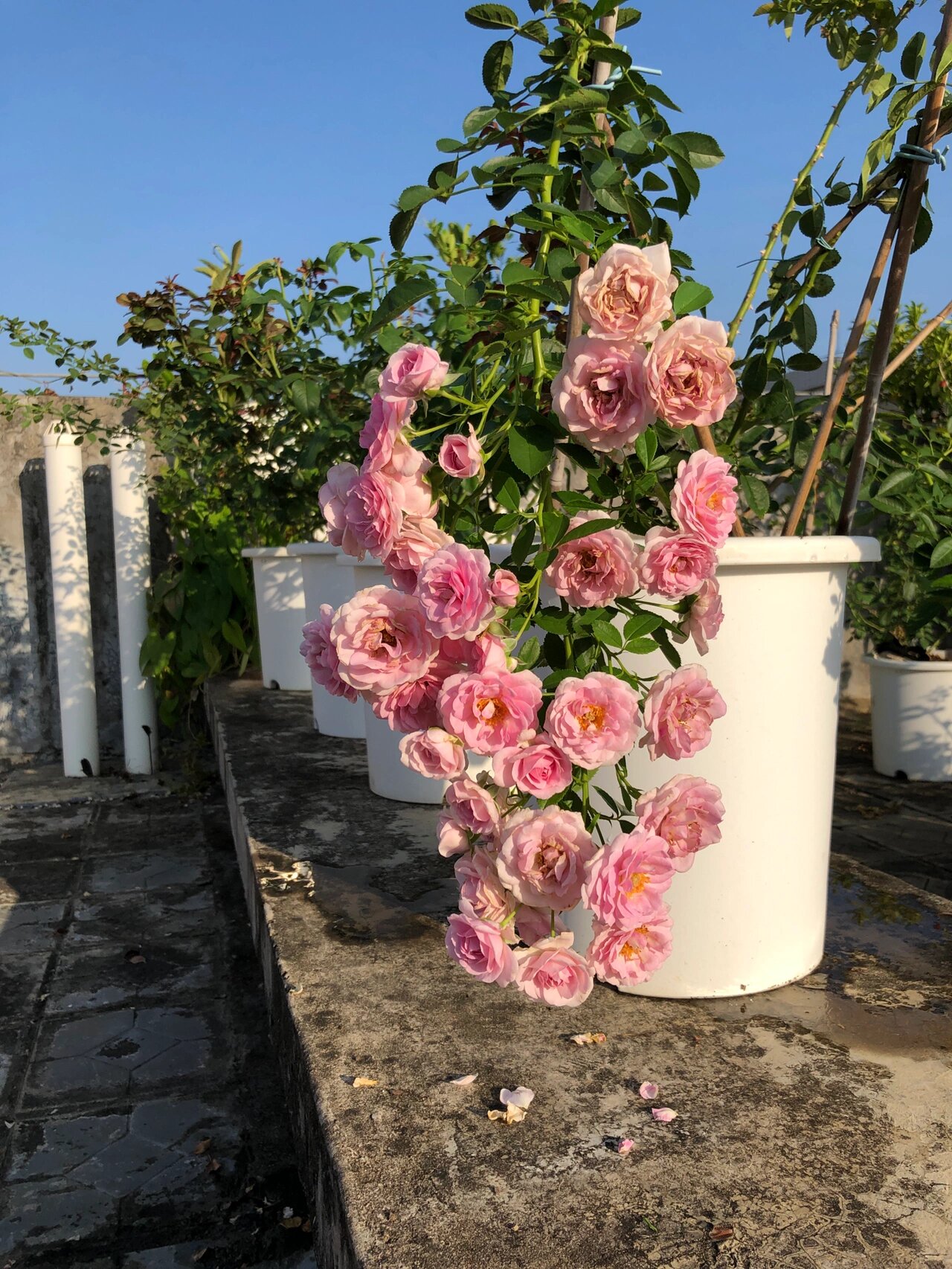 两广优秀月季推荐～独杆海洋之心3个半月爆花 这棵海洋之心月季6月