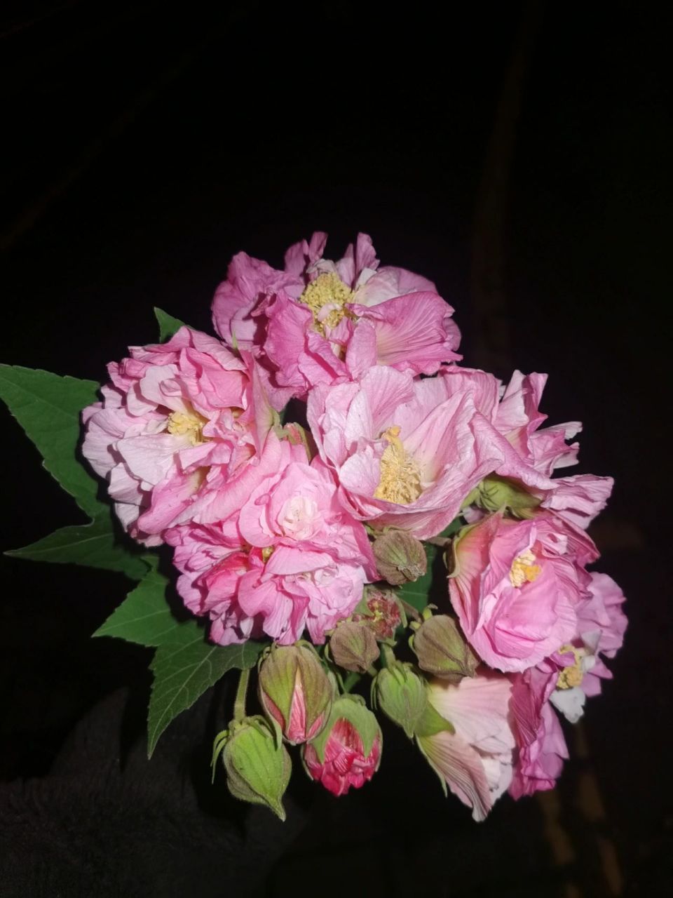 长沙市花—芙蓉 塘荷岸柳颓衰中,十月芙蓉,笑傲西风. 嫩蕊多情露湿红.