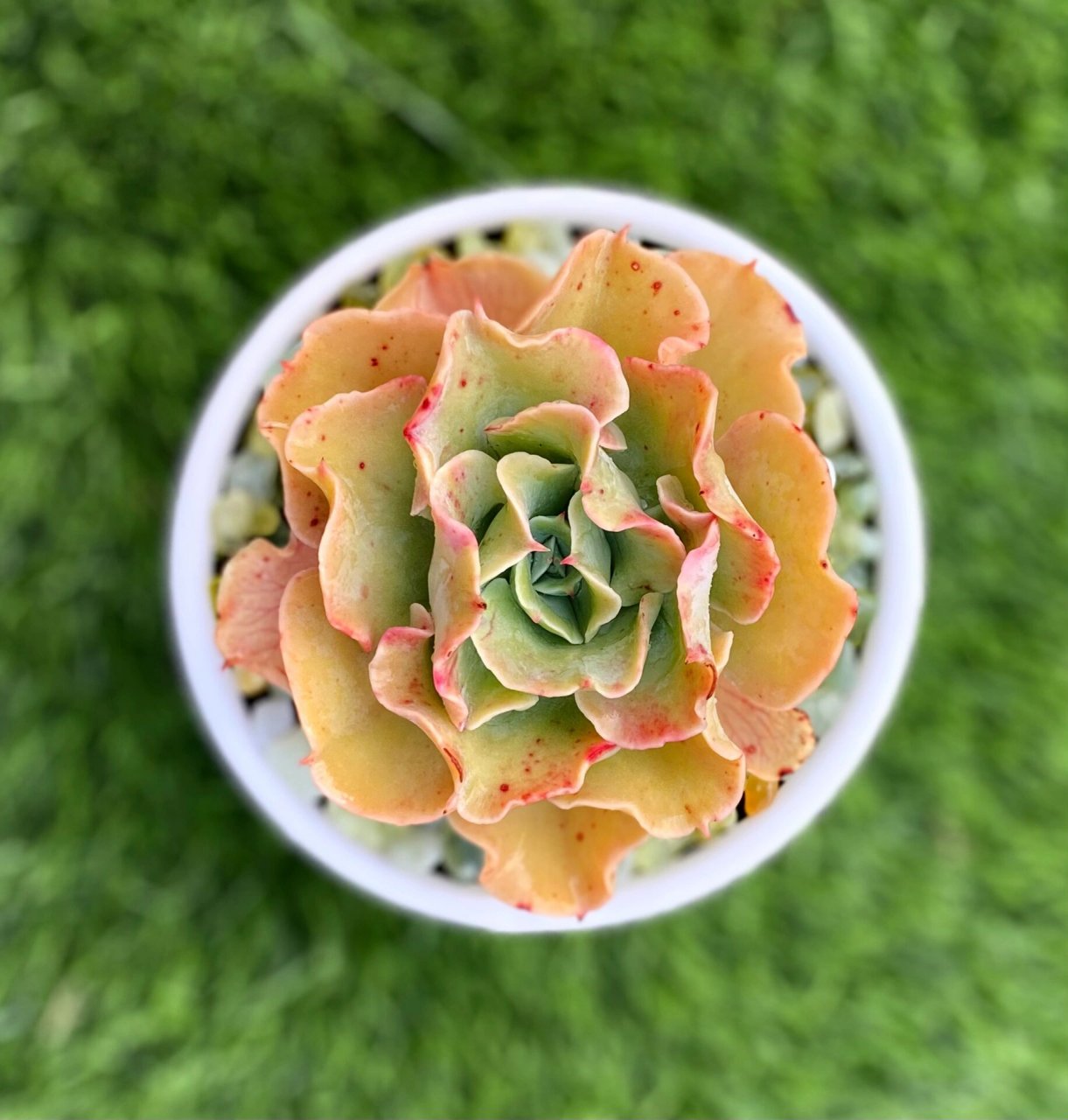 98具有弯曲波浪叶片的浪漫多肉～"水瓶座"93 水瓶座是景天科拟石