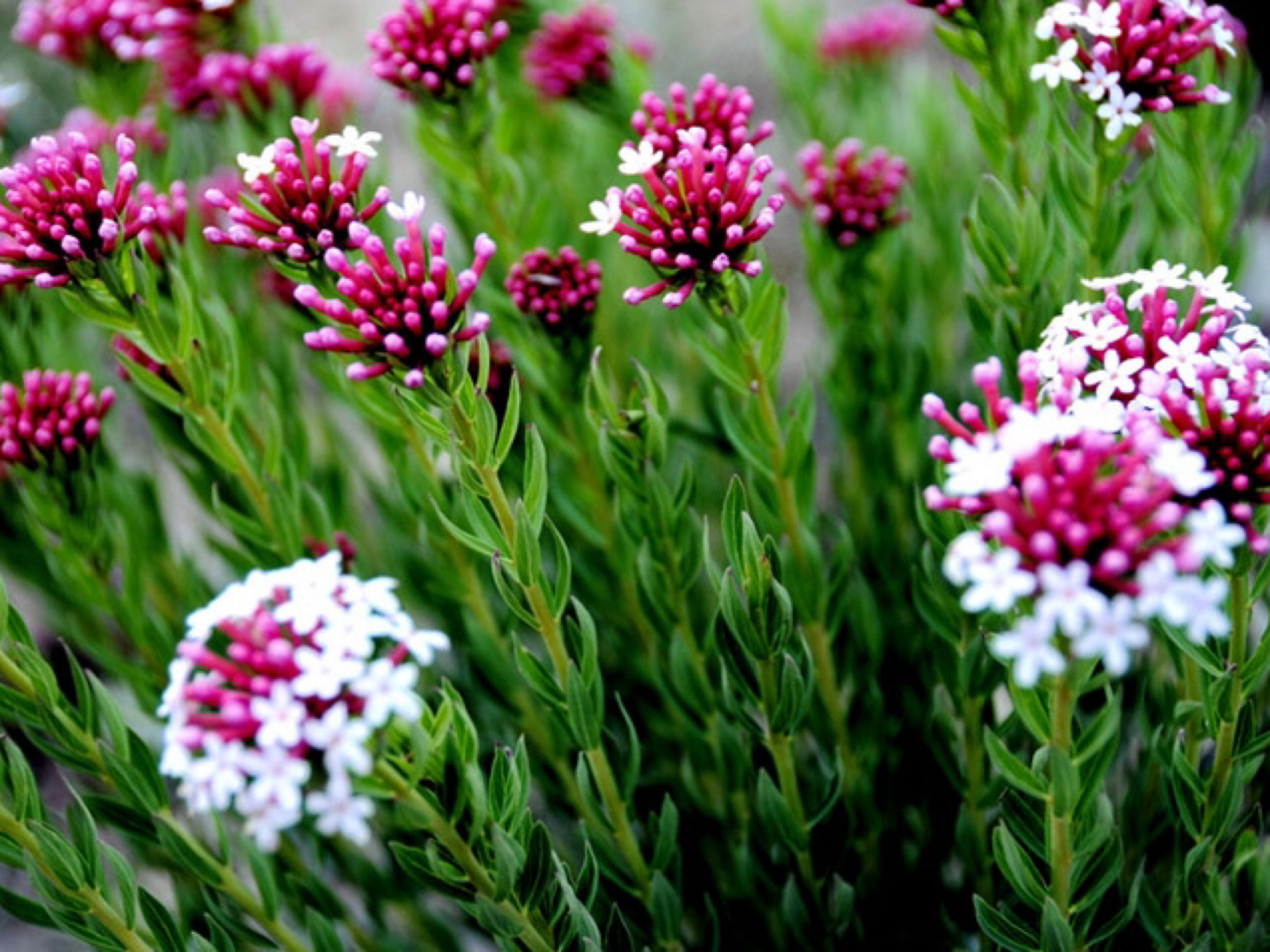 每日一花|狼毒花 狼毒花:别名续毒,川狼毒,猫儿眼根草等.