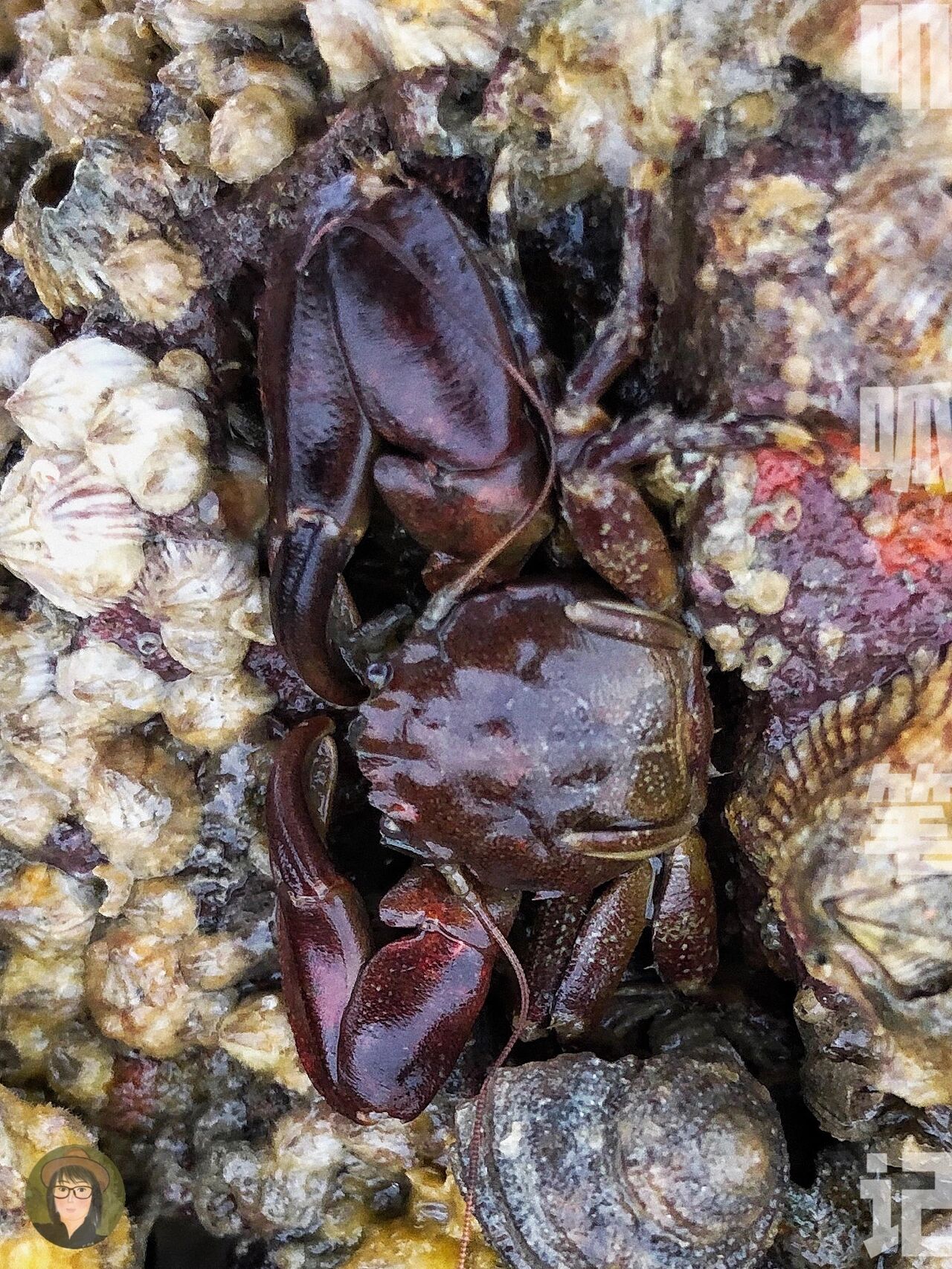 赶海笔记|厦门海边像蟹又不是蟹的岩瓷蟹 94这些是我在厦门海滩见到