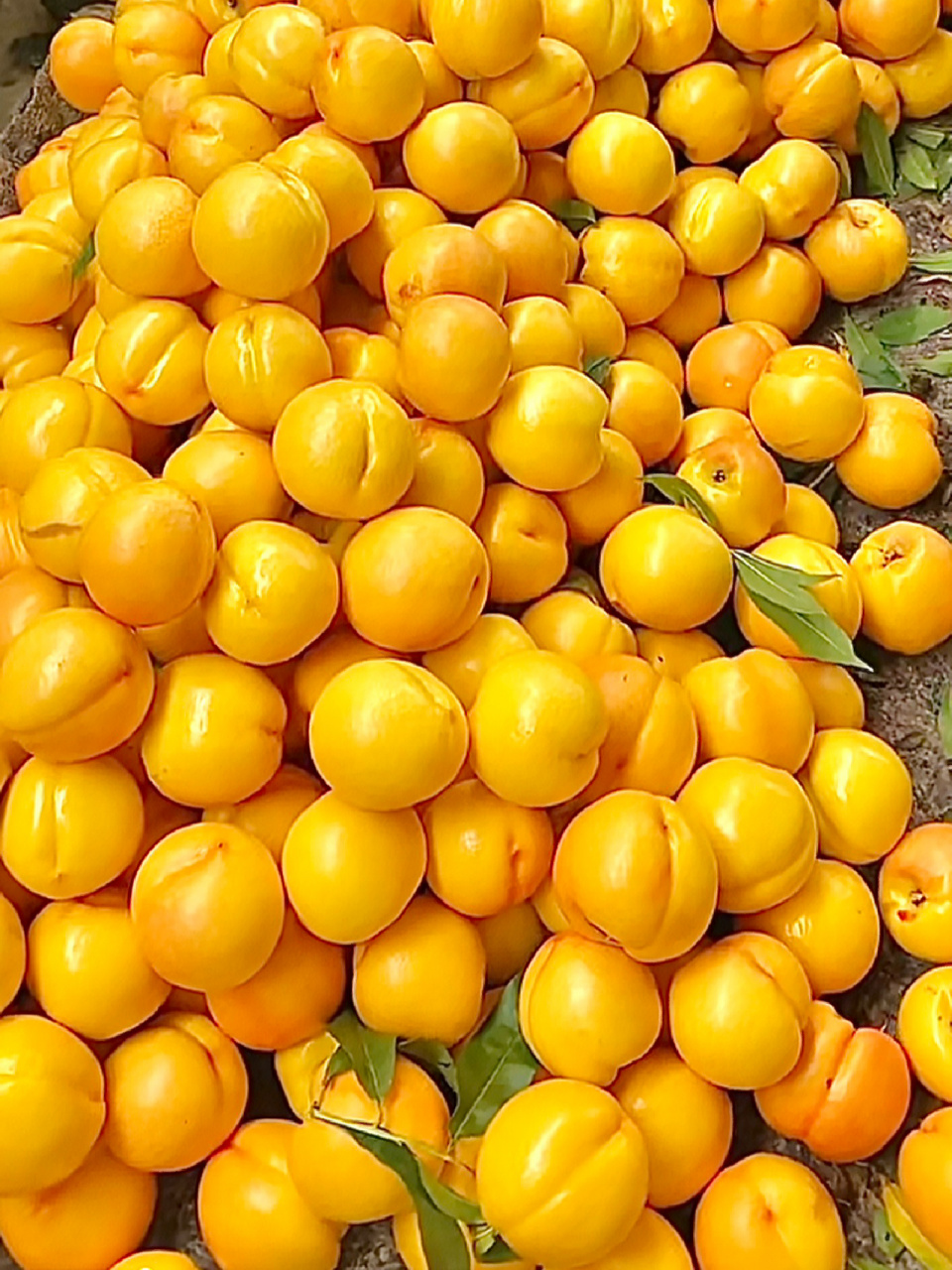 真心推荐给甜桃党【黄油桃】超甜,超好吃7515 图中最早成熟的黄