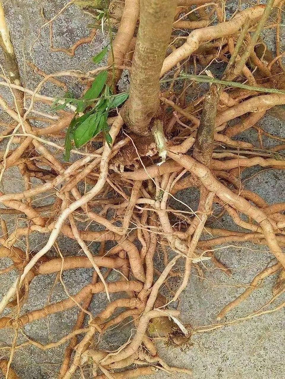 煲汤靓货[强] 黄花倒水莲根部.煲汤靓货