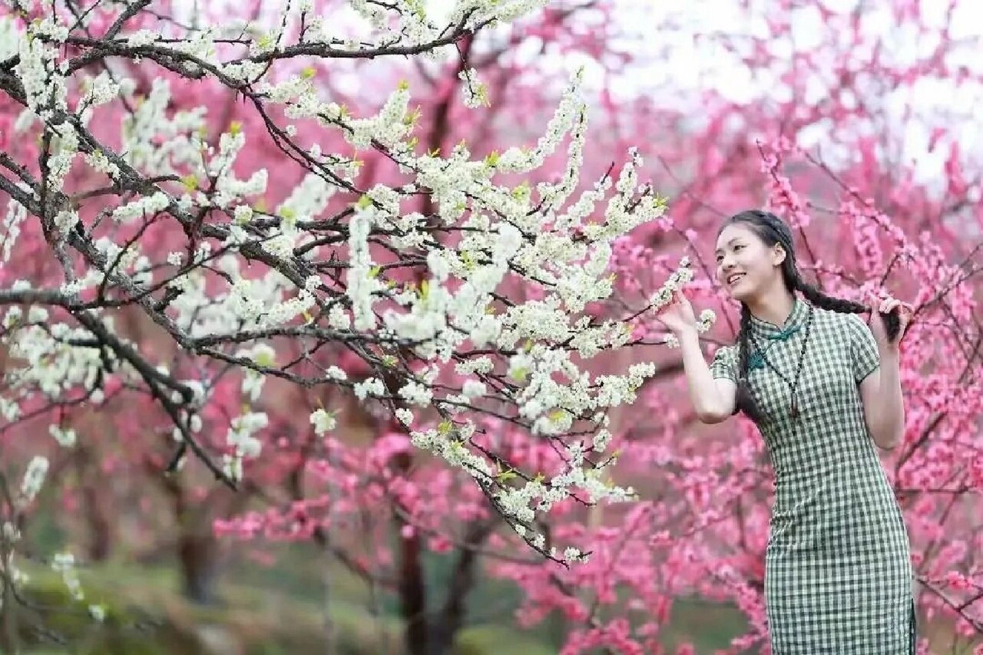 韶关九峰山桃花图片