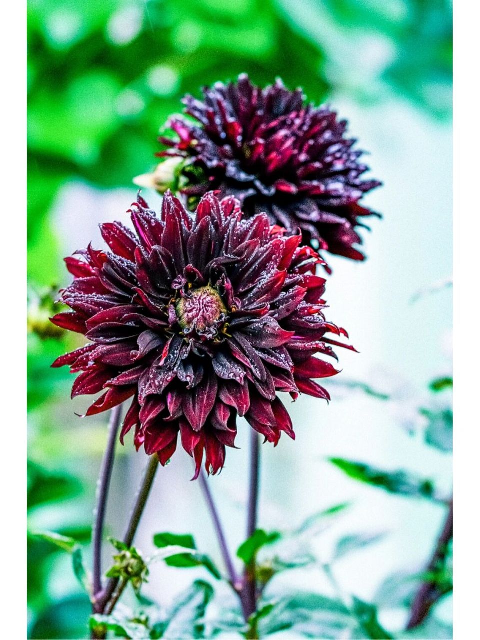 黑色大丽花 晚花的black jack,颜色深沉,株型挺拔,中等花型,适合切花