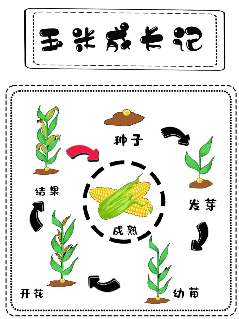 玉米种植过程简笔画图片