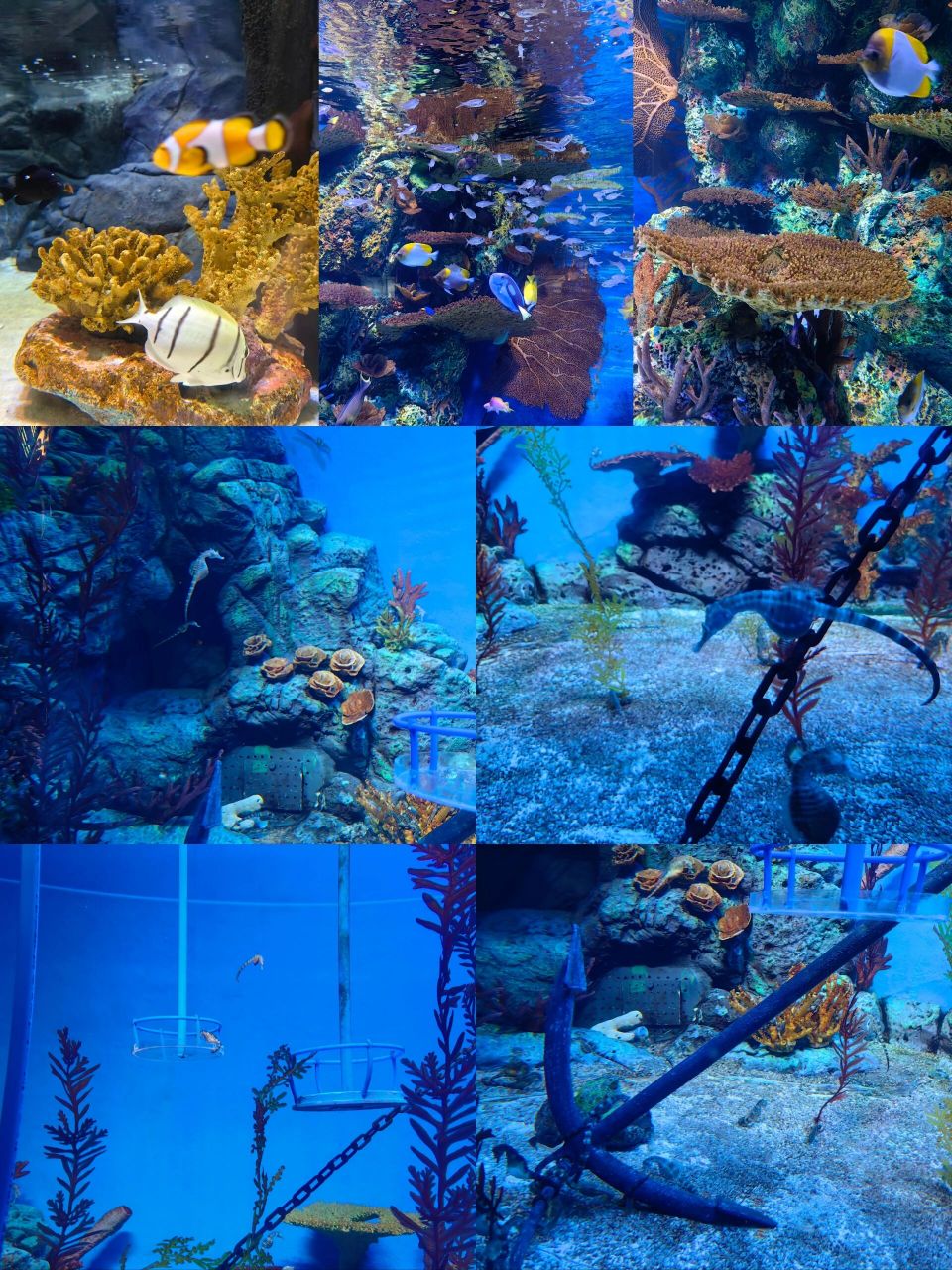 上海亲子游|陆家嘴海洋水族馆,遛娃好去处 99上海海洋水族馆 92