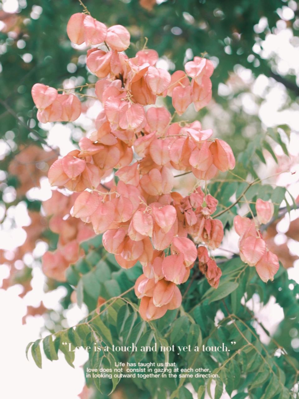 灯笼树98     栾树又名"灯笼树"98