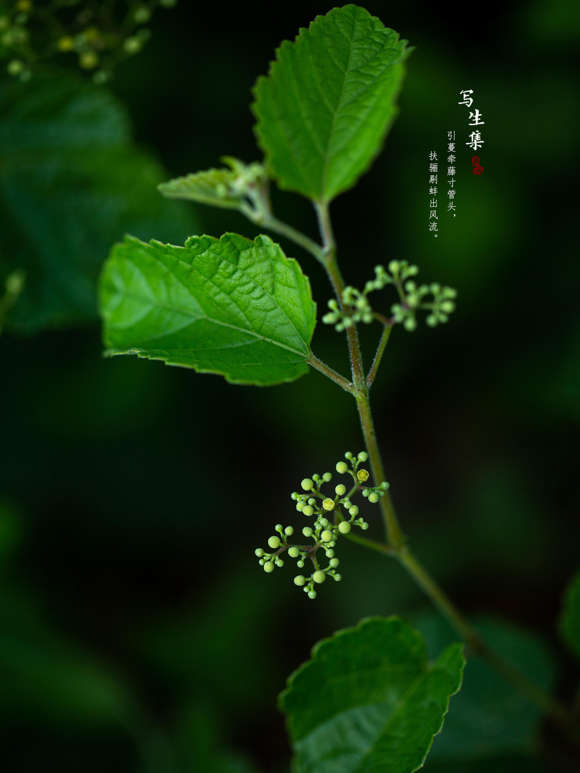 蛇葡萄|ampelopsis glandulosa
