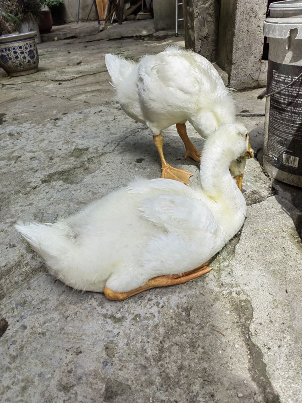 四十三天的大胖鹅 开始换毛了,肚子下面的绒毛换完