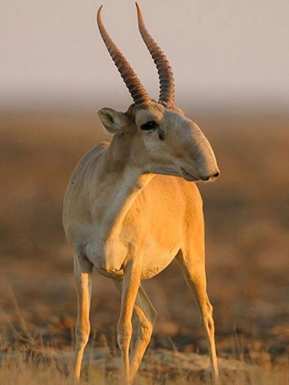 每天认识一种宝藏动物98048 96中文名:高鼻羚羊