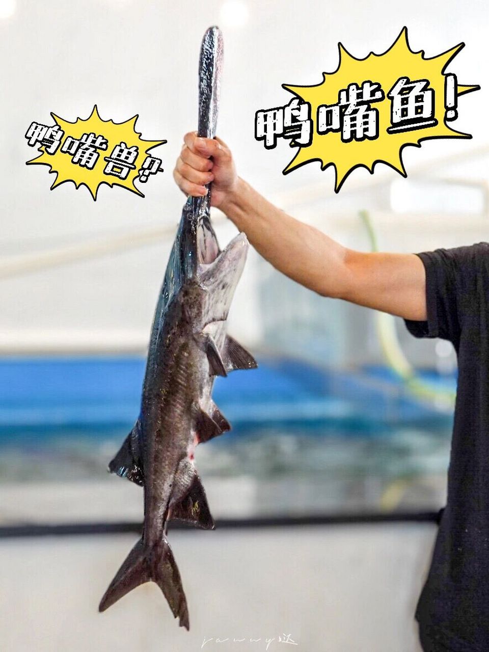 鸭嘴鱼原来这么好吃17 长平路惊险鸭嘴兽6315不对,是鸭嘴鱼60