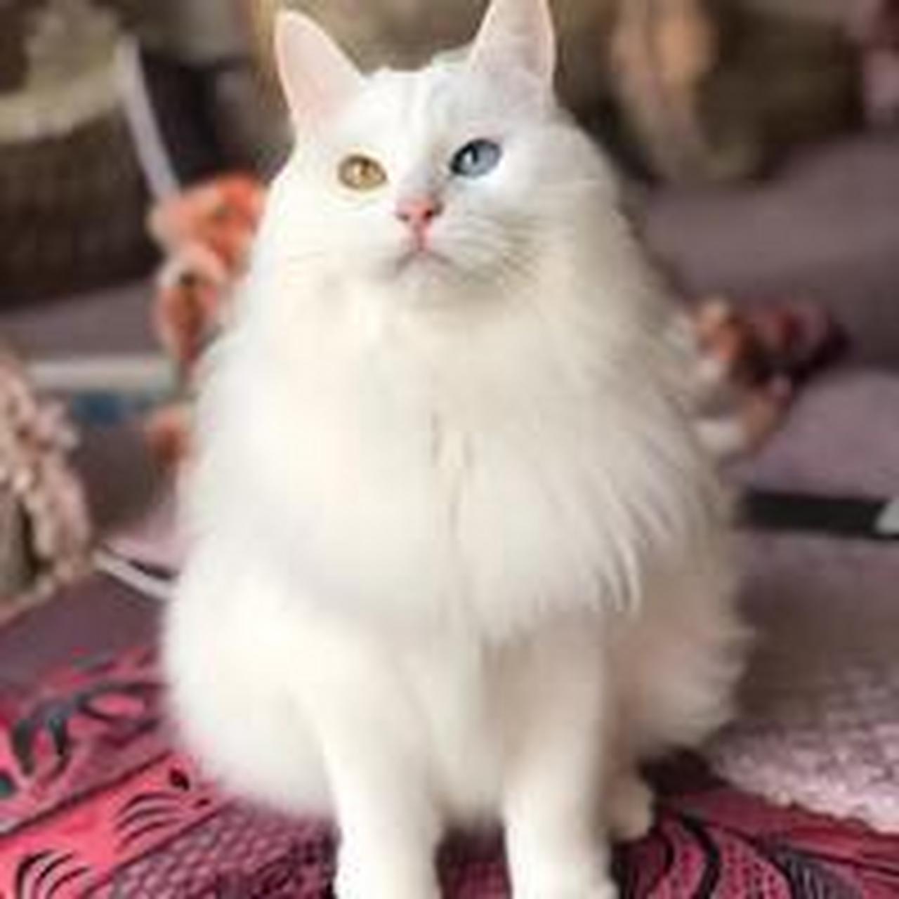 今日主角——临清狮子猫   起源与特点:  临清狮子猫起源于中国山东省