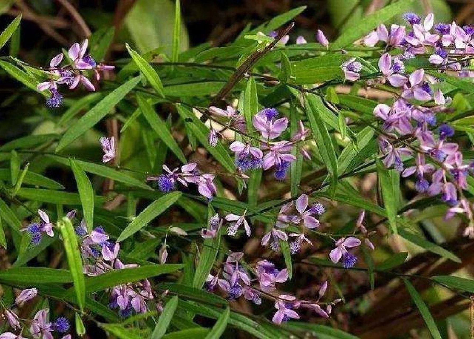 每日认识一味中药——远志 【药用部位】远志科植物远志或卵叶远志的
