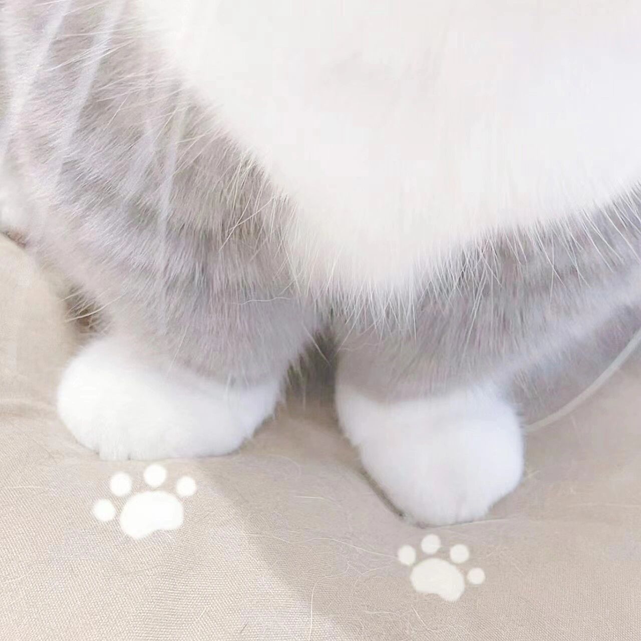 猫爪头像 原 非自截自调 贴纸版本不记得哪个姐妹分享的啦 看到了可以